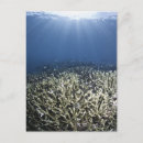 Search for dead fish Outdoors
