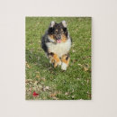 Recherche de berger australien puzzles Chiot