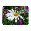 Search for fireweed magnets Wildflower