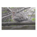 Search for doves photography Birds