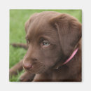 Recherche de brun chocolat magnets Mignon