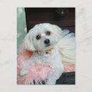 Recherche de marionnette cartes postales Chiots