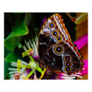 Search for blue morpho butterfly posters Tropical