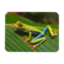 Recherche de grenouille verte magnets Amphibie