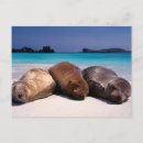 Recherche de mers cartes postales Voile