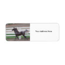 Search for cheval Caballo