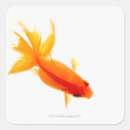 Recherche de goldfish autocollants Orange