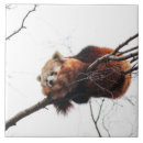 Search for red panda gifts Wild