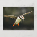 Recherche de arctica posters Macareux de l'atlantique