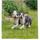 Search for boston terrier shower curtains Puppy