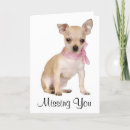 Recherche de chihuahua cards Chiot