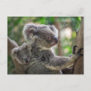 Search for cute koala postcards Bear