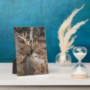 Recherche de wapiti plaques Délimiteur danita