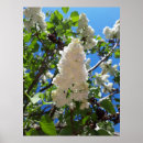 Recherche de seringue posters Fleur