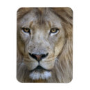 Search for captive magnets Animal