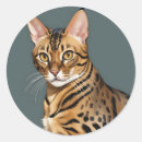 Search for bengal cat stickers Pet