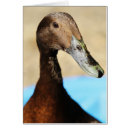 Recherche de charlatan cartes postales L'eau