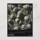 Search for calendars postcards Photography