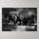 Search for rhinoceroses Nature