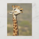 Recherche de motif girafe cartes postales Animal
