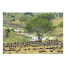 Recherche de gnou posters Connochaetes taurinus