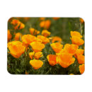 Recherche de coquelicot magnets Orange