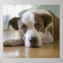 Search for mixed breeds art Canine