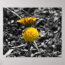 Search for pollinator posters Flowers