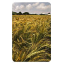 Recherche de grains magnets Agriculture