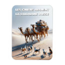 Search for chien magnets French