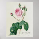 Search for pierre joseph redoute posters Botany
