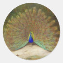 Search for gold peacock stickers Turquoise