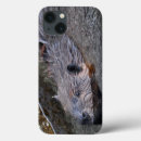 Recherche de castors coques Faune