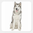 Search for alaskan malamute stickers Dog