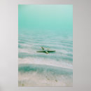 Search for underwater posters Beach