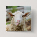 Search for sheeps buttons White sheep