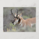 Search for bucking postcards Danita delimont