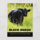 Search for black angus Steer