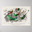 Search for hummingbird posters Flowers