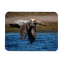 Recherche de nord magnete Animal