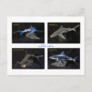 Recherche de requin marteau cartes postales Requins