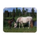 Recherche de poulain magnets Équestre