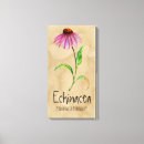 Search for echinacea Herbs