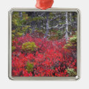 Recherche de buisson ornements Paysage
