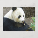 Search for black bear postcards Bamboo