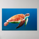Recherche de tortue de mer posters Vert