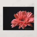 Recherche de dindes cartes postales Fleur
