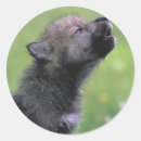 Search for baby wolf stickers Wolves