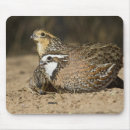 Search for foraging mousepads Forage