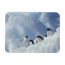 Search for antarctica magnets Snow